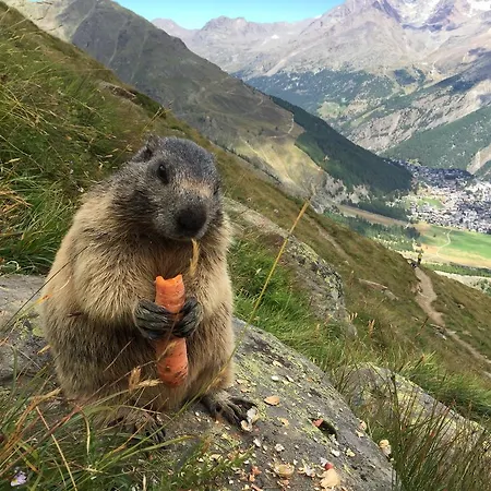 Etoile & Alpenperle Residences 3*