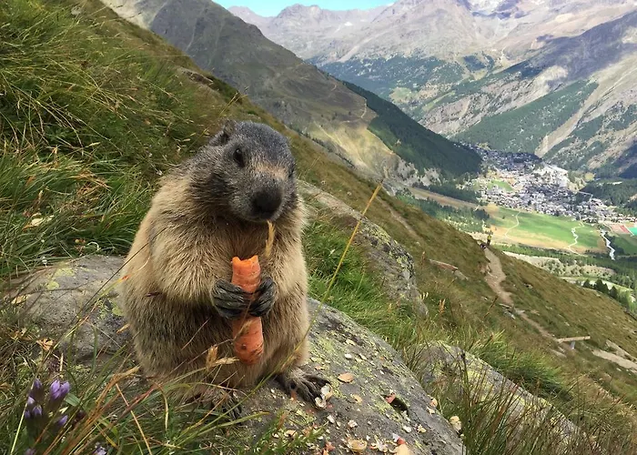 Etoile & Alpenperle Residences 3*